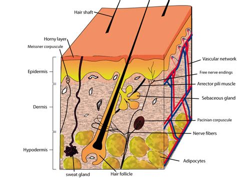 Diagram - cross section of normal human skin